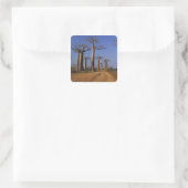 Afrika, Madagaskar, Morondava, Baobab Avenue. Vierkante Sticker (Tas)