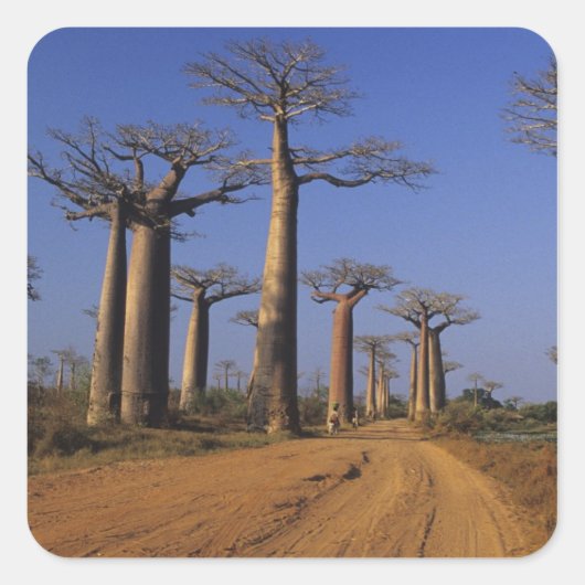 Afrika, Madagaskar, Morondava, Baobab Avenue. Vierkante Sticker (Voorkant)