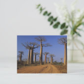 Afrika, Madagaskar, Morondava, Baobablaan. Briefkaart (Staand voorkant)