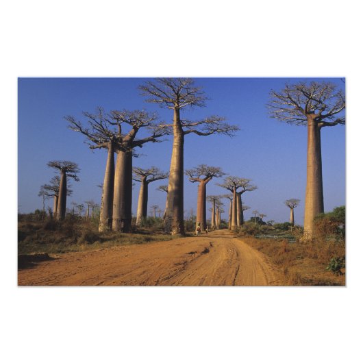 Afrika, Madagaskar, Morondava, Baobablaan. Foto Afdruk (Voorkant)