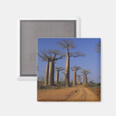 Afrika, Madagaskar, Morondava, Baobablaan. Magneet (Voorkant / Achterkant)