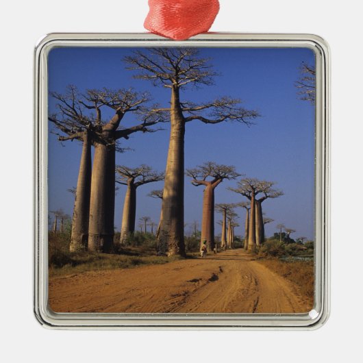 Afrika, Madagaskar, Morondava, Baobablaan. Metalen Ornament (Voorkant)