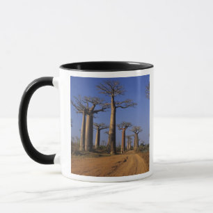 Afrika, Madagaskar, Morondava, Baobablaan. Mok
