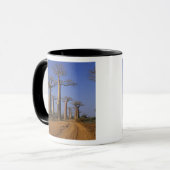 Afrika, Madagaskar, Morondava, Baobablaan. Mok (Voorkant links)