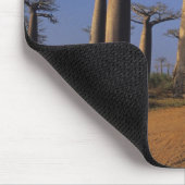 Afrika, Madagaskar, Morondava, Baobablaan. Muismat (Hoek)