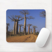 Afrika, Madagaskar, Morondava, Baobablaan. Muismat (Met muis)