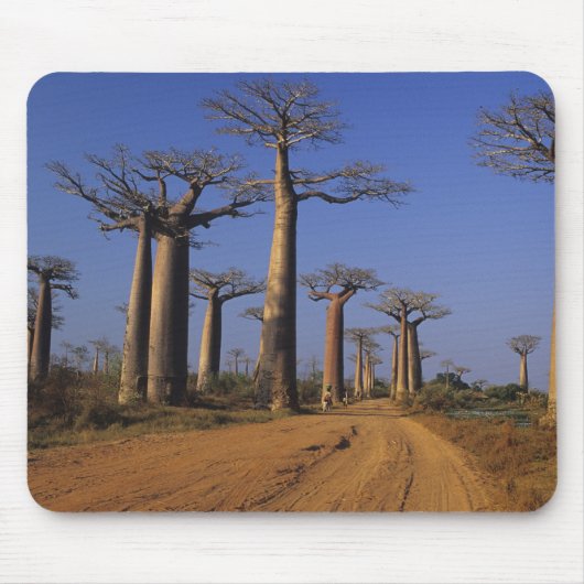 Afrika, Madagaskar, Morondava, Baobablaan. Muismat (Voorkant)