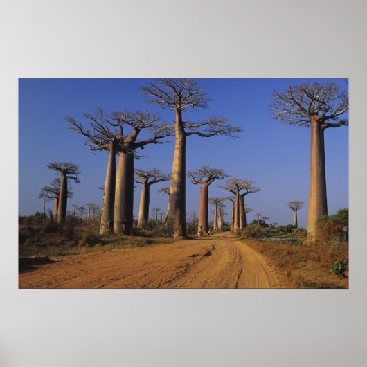 Afrika, Madagaskar, Morondava, Baobablaan. Poster (Voorkant)