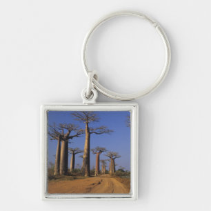 Afrika, Madagaskar, Morondava, Baobablaan. Sleutelhanger