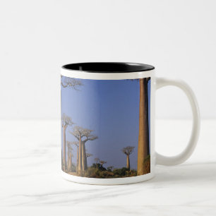 Afrika, Madagaskar, Morondava, Baobablaan. Tweekleurige Koffiemok