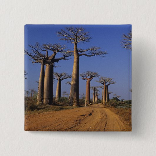 Afrika, Madagaskar, Morondava, Baobablaan. Vierkante Button 5,1 Cm (Voorkant)