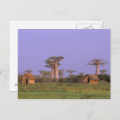 Afrika, Madagaskar, Morondava. Baobabs Briefkaart (Voorkant / Achterkant)