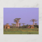Afrika, Madagaskar, Morondava. Baobabs Briefkaart (Voorkant)