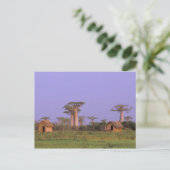 Afrika, Madagaskar, Morondava. Baobabs Briefkaart (Staand voorkant)