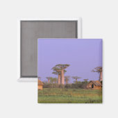 Afrika, Madagaskar, Morondava. Baobabs Magneet (Voorkant / Achterkant)