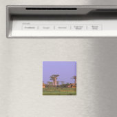 Afrika, Madagaskar, Morondava. Baobabs Magneet (Insitu (Vaatwasser))