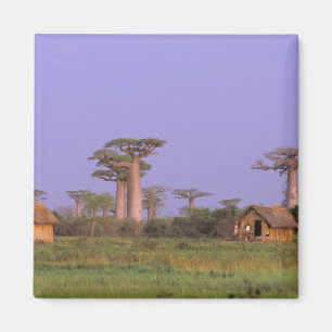 Afrika, Madagaskar, Morondava. Baobabs Magneet