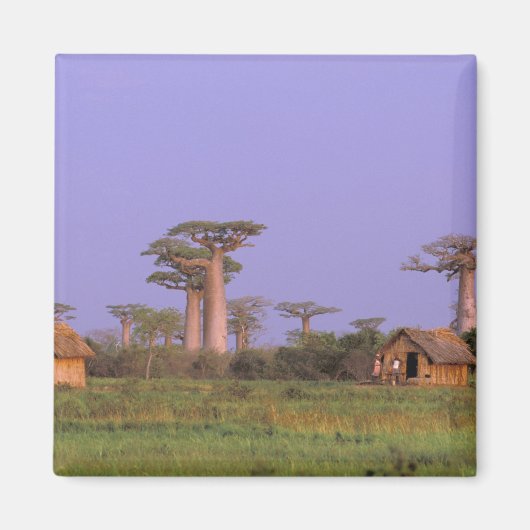 Afrika, Madagaskar, Morondava. Baobabs Magneet (Voorkant)