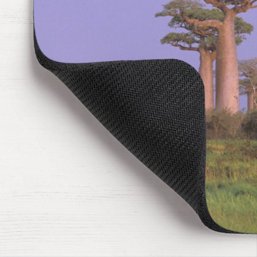 Afrika, Madagaskar, Morondava. Baobabs Muismat (Hoek)