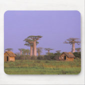 Afrika, Madagaskar, Morondava. Baobabs Muismat (Voorkant)