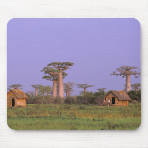 Afrika, Madagaskar, Morondava. Baobabs Muismat
