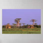 Afrika, Madagaskar, Morondava. Baobabs Poster (Voorkant)
