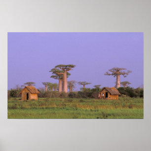 Afrika, Madagaskar, Morondava. Baobabs Poster