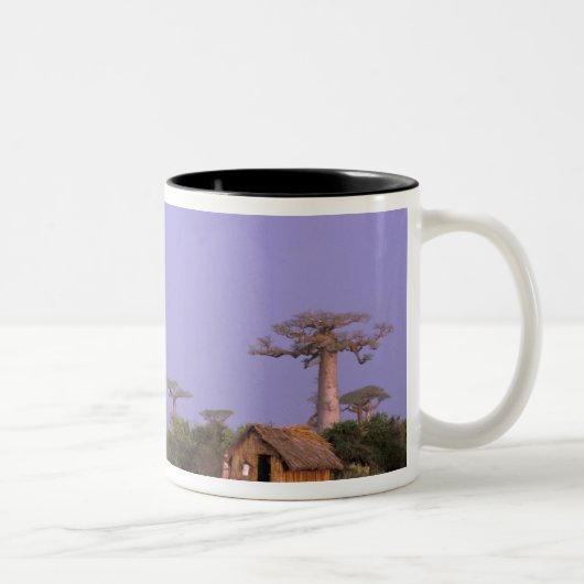 Afrika, Madagaskar, Morondava. Baobabs Tweekleurige Koffiemok (Rechts)