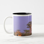 Afrika, Madagaskar, Morondava. Baobabs Tweekleurige Koffiemok (Links)