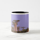 Afrika, Madagaskar, Morondava. Baobabs Tweekleurige Koffiemok (Center)
