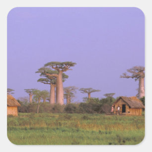 Afrika, Madagaskar, Morondava. Baobabs Vierkante Sticker