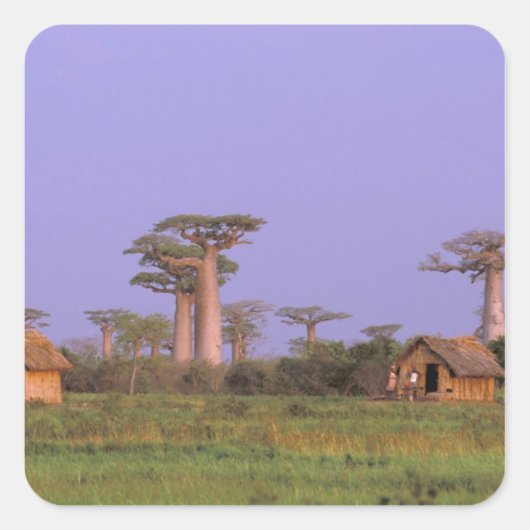 Afrika, Madagaskar, Morondava. Baobabs Vierkante Sticker (Voorkant)