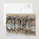 Afrika, Namibië, Etosha NP. Burchells Zebra Briefkaart (Voorkant / Achterkant)
