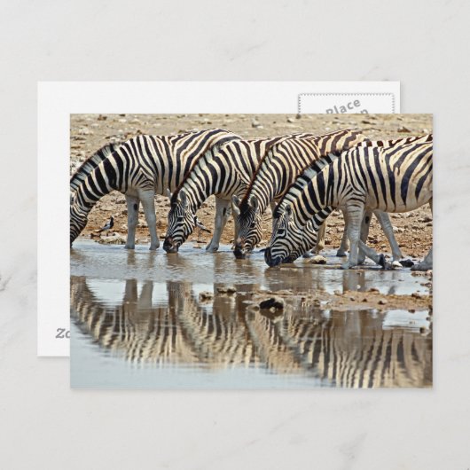 Afrika, Namibië, Etosha NP. Burchells Zebra Briefkaart (Voorkant / Achterkant)