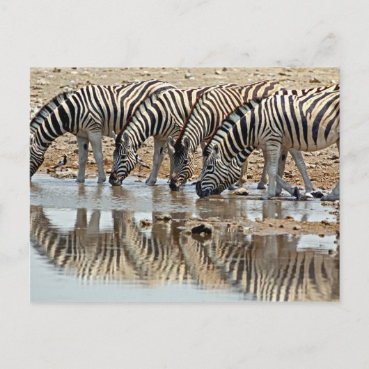 Afrika, Namibië, Etosha NP. Burchells Zebra Briefkaart (Voorkant)