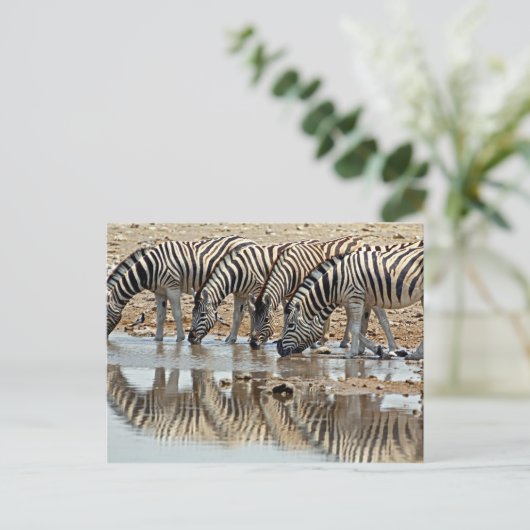 Afrika, Namibië, Etosha NP. Burchells Zebra Briefkaart (Staand voorkant)