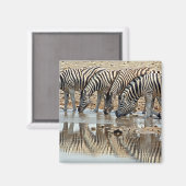 Afrika, Namibië, Etosha NP. Burchells Zebra Magneet (Voorkant / Achterkant)
