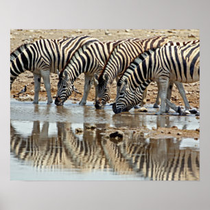 Afrika, Namibië, Etosha NP. Burchells Zebra Poster