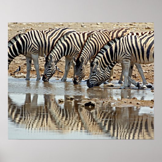 Afrika, Namibië, Etosha NP. Burchells Zebra Poster (Voorkant)