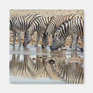Afrika, Namibië, Etosha NP. Steppezebra Magneet