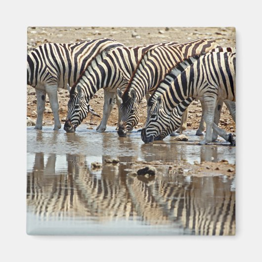 Afrika, Namibië, Etosha NP. Steppezebra Magneet (Voorkant)