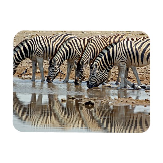 Afrika, Namibië, Etosha NP. Steppezebra Magneet (Horizontaal)