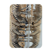 Afrika, Namibië, Etosha NP. Steppezebra Magneet (Verticaal)