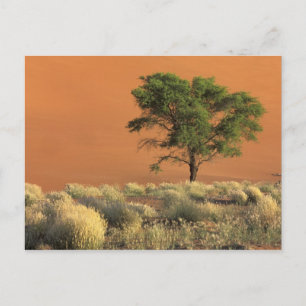 Afrika, Namibië, Namib Nationaal Park, Sossusvlei Briefkaart
