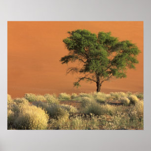 Afrika, Namibië, Namib Nationaal Park, Sossusvlei Poster