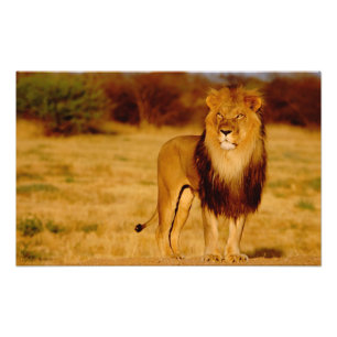 Afrika, Namibië, Okonjima. Eenzame mannelijke leeu Foto Afdruk