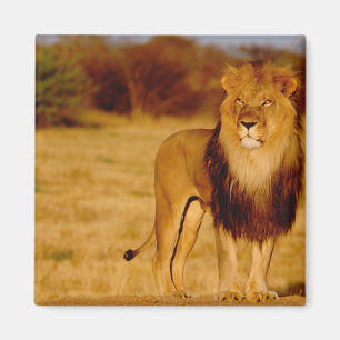 Afrika, Namibië, Okonjima. Eenzame mannelijke leeu Magneet
