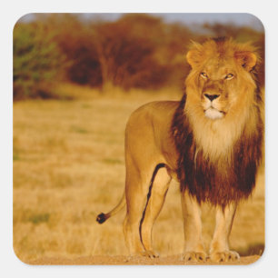 Afrika, Namibië, Okonjima. Eenzame mannelijke leeu Vierkante Sticker