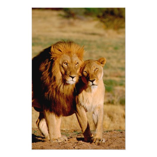 Afrika, Namibië, Okonjima. Leeuw & leeuwin Foto Afdruk (Voorkant)