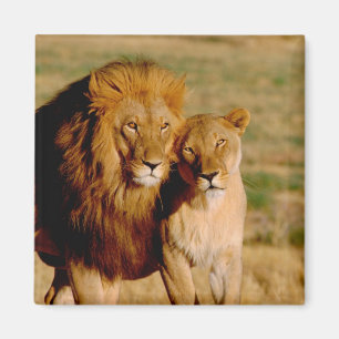 Afrika, Namibië, Okonjima. Leeuw & leeuwin Magneet